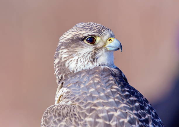 istock Gyrfalcon, rare falcon from northern Quebec. 677973836