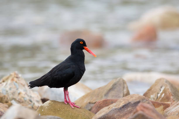 istock African Black Oystercatcher standing on rocks 677974046