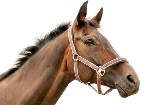 istock Hippodrome brown head horse in harness 677975562