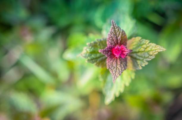 Purple dead-nettle wild flower leaves at spring