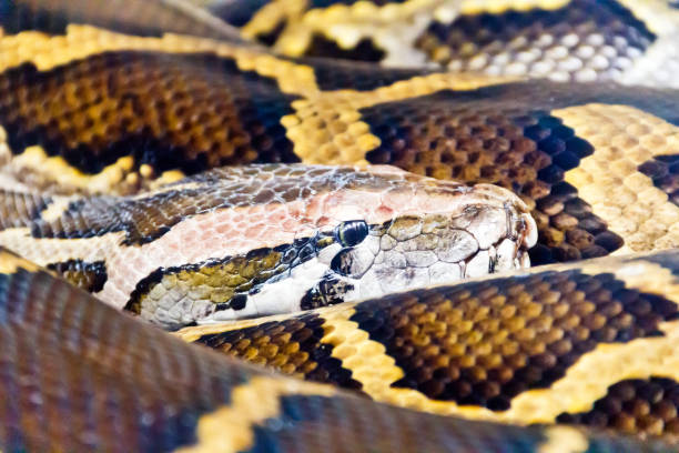 istock Photo of snake head close up 677975928