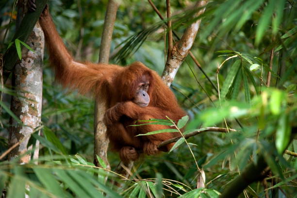 istock Big male orangutan on a tree in the wild. 677980024