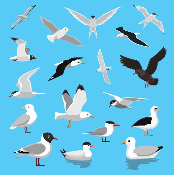 illustrazioni stock, clip art, cartoni animati e icone di tendenza di varie illustrazioni vettoriali di albatross stern gabbiano - albatross