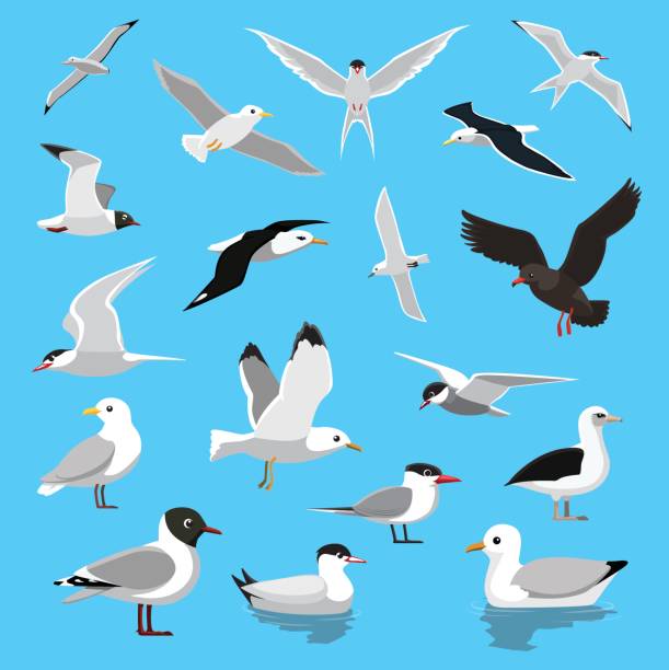 ilustrações de stock, clip art, desenhos animados e ícones de various seagull tern albatross cartoon vector illustration - albatross