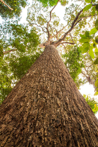 istock The big trunk of a tree in the forest. 677983916