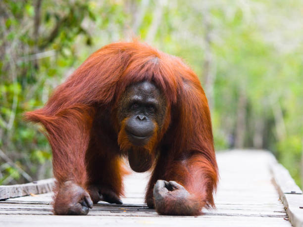 Orangutan walking on a wooden bridge in the jungle.