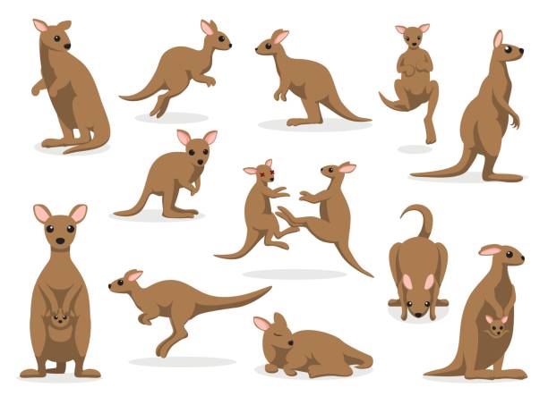 12 Kangaroo Poses Vector Illustration Animal Cartoon EPS10 File Format wallaby stock illustrations