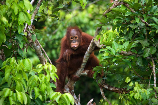 ребенок орангутанг в дикой природе. - island of borneo стоковые фото и изображения