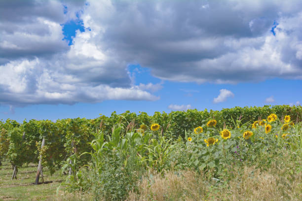 istock Vineyard Landscape in Rhinehessen,Germany 678016224