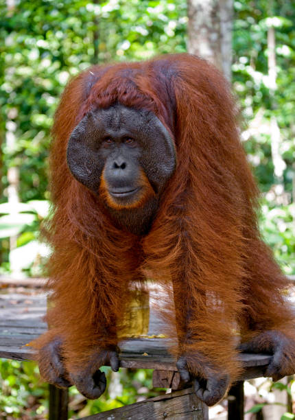 istock Orangutan standing on a wooden platform in the jungle. 678016526