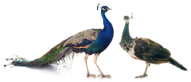 istock female and male peacock 678017616