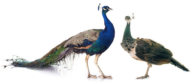female and male peacock  in front of white background