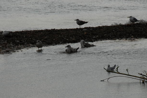 Flying and cleaning, bathing seagulls on the Mediterranean in Spain Seagulls, Spain, Mediterranean, flying möwe stock pictures, royalty-free photos & images