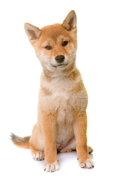 istock puppy shiba inu 678023134
