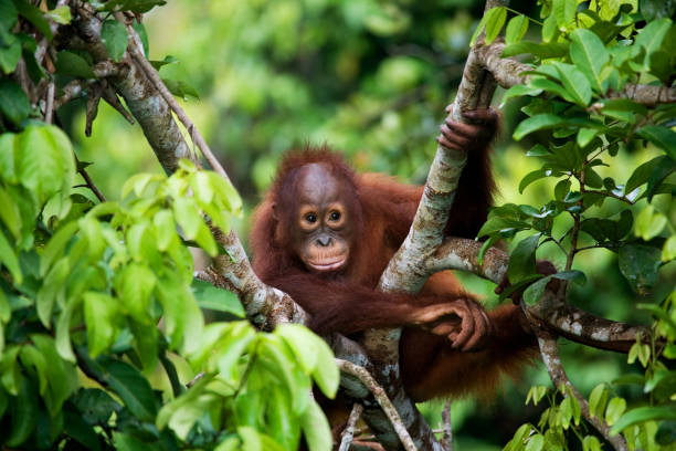 istock A baby orangutan in the wild. 678023182
