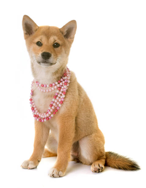 istock puppy shiba inu 678024682