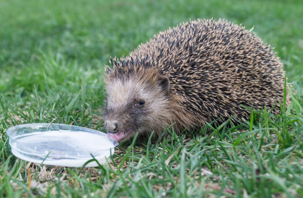 Hedgehog wants to drink milk against the background of green grass