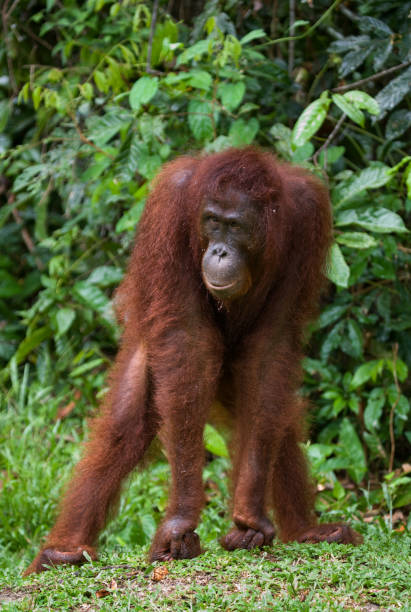 istock A baby orangutan in the wild. 678026936