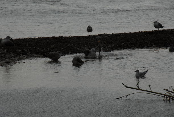 Flying and cleaning, bathing seagulls on the Mediterranean in Spain Seagulls, Spain, Mediterranean, flying möwe stock pictures, royalty-free photos & images