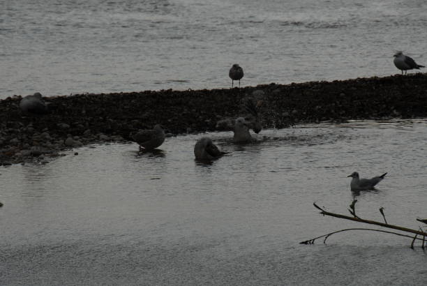 Flying and cleaning, bathing seagulls on the Mediterranean in Spain Seagulls, Spain, Mediterranean, flying möwe stock pictures, royalty-free photos & images