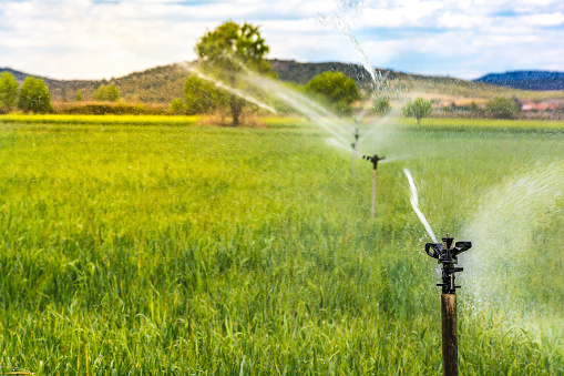 Sprinkler irrigation system in wheat cultivation in Spain