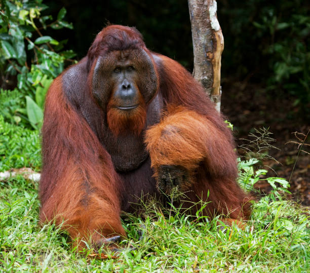 istock A big dominant male sitting on the grass. 678041312
