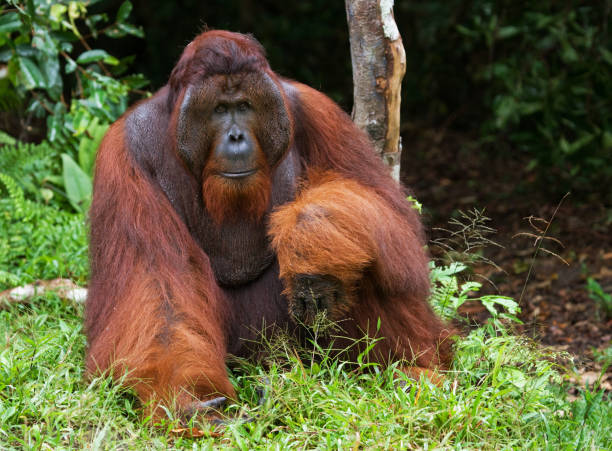 istock A big dominant male sitting on the grass. 678041894