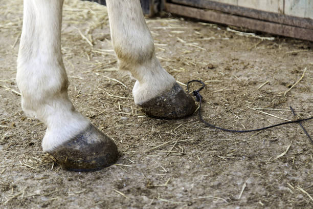 istock Horse hoof farm 678042350