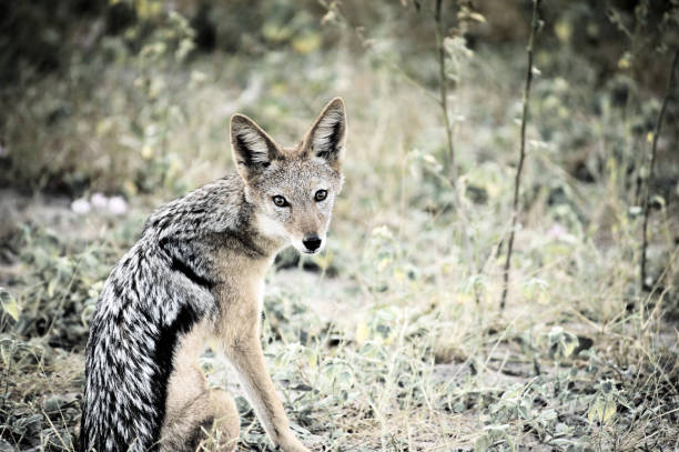 istock Black-backed jackal looking at the camera in Botswana 678042440