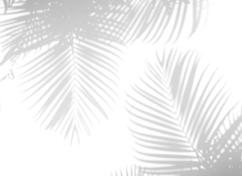 abstract background of shadow palm leaves on wall. White and Black