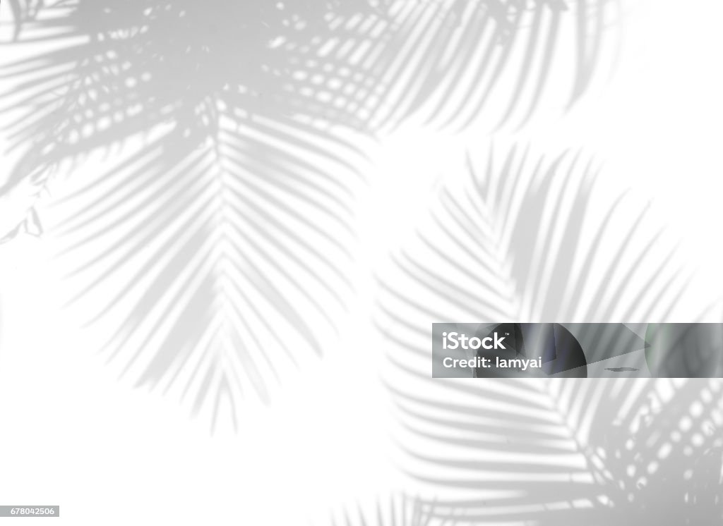 shadow palm leaves abstract background of shadow palm leaves on wall. White and Black Shadow Stock Photo