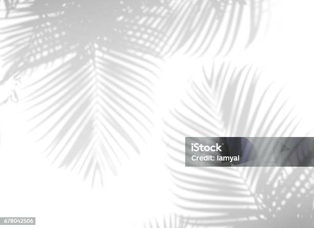 Shadow Palm Leaves Stock Photo - Download Image Now - Shadow, Leaf, Palm Tree