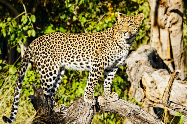 istock African leopard posing on a branch  in the Chitabe Concession of Botswana 678042792