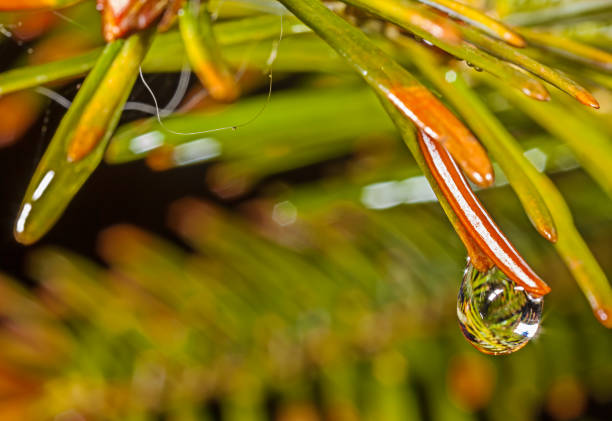 Gouttelettes d’eau sur les aiguilles de sapin - Photo