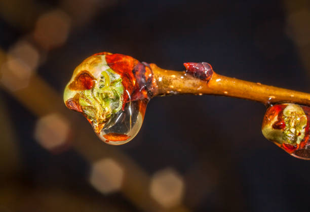 Water drops on leaves - fotografia de stock