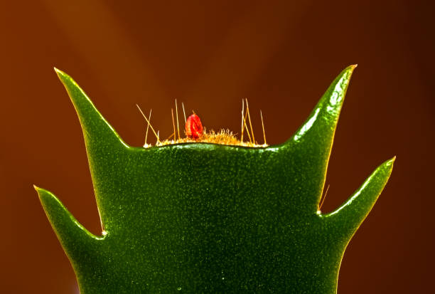 Cactus Schlumbergera truncata - fotografia de stock