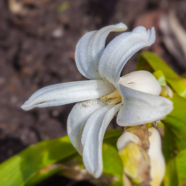 Jacinthe blanche - Photo