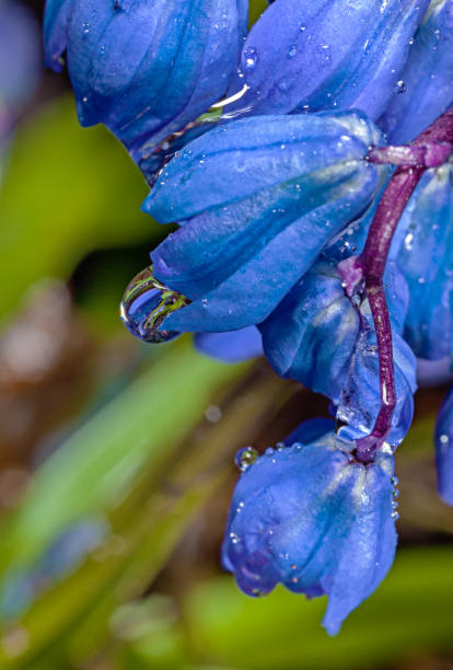 Hyacinth blue - fotografia de stock