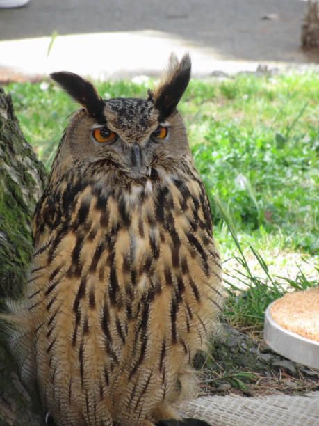 istock Portrait of long-eared owl ( Asio otus, Strigidae family ) 678050222