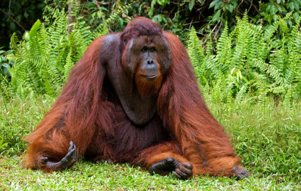 istock A big dominant male sitting on the grass. 678050642