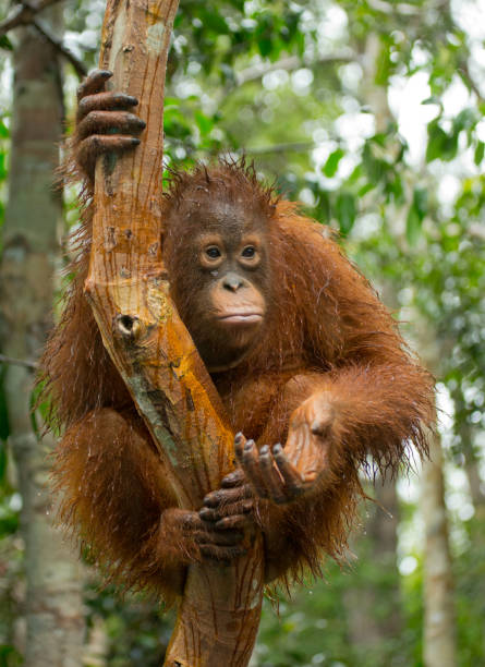 istock A baby orangutan in the wild. 678051246