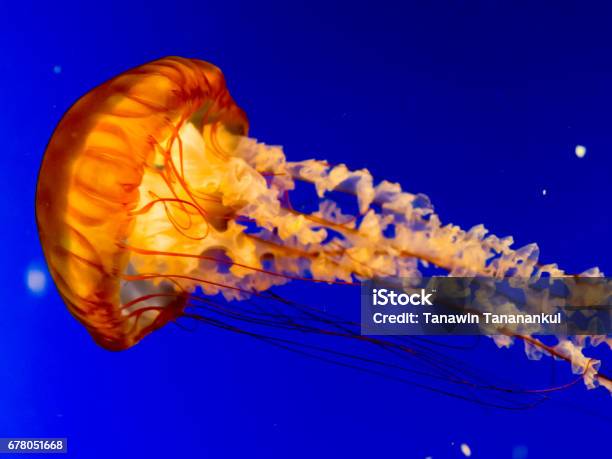 Meduse - Fotografie stock e altre immagini di Acqua - Acqua, Animale, Bellezza