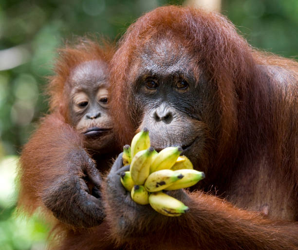 istock Female and baby orangutan eating fruit. 678054196