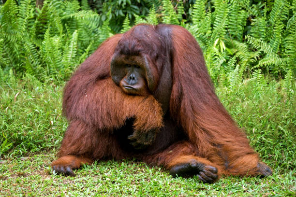 istock A big dominant male sitting on the grass. 678057456