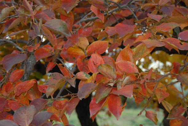 istock Autumn colors on the treein Spain 678058074