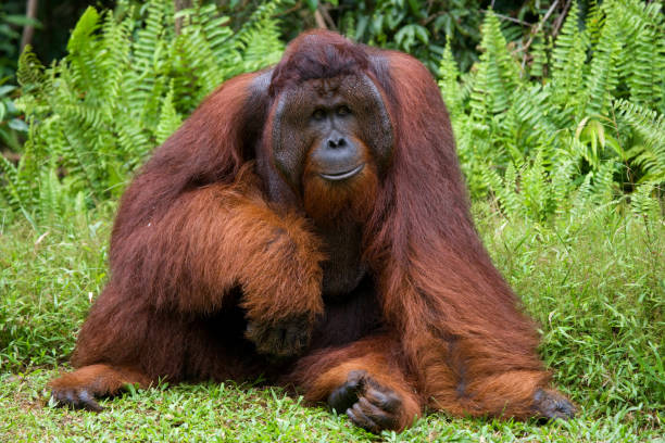 istock A big dominant male sitting on the grass. 678063878
