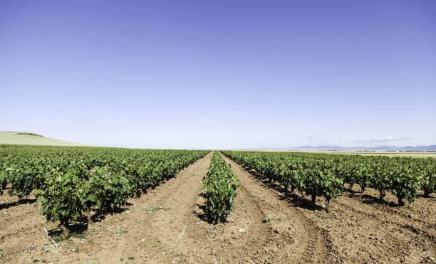 istock Vineyards in the countryside 678064294
