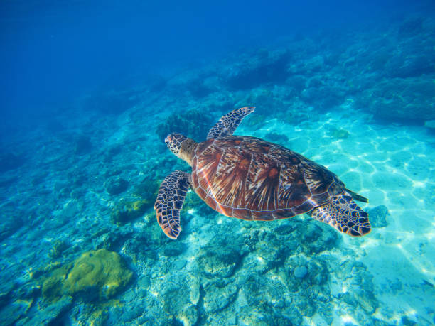 istock Wild turtle swimming underwater in blue tropical sea. 678064308