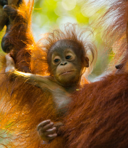 istock Portrait of a baby orangutan. 678064664