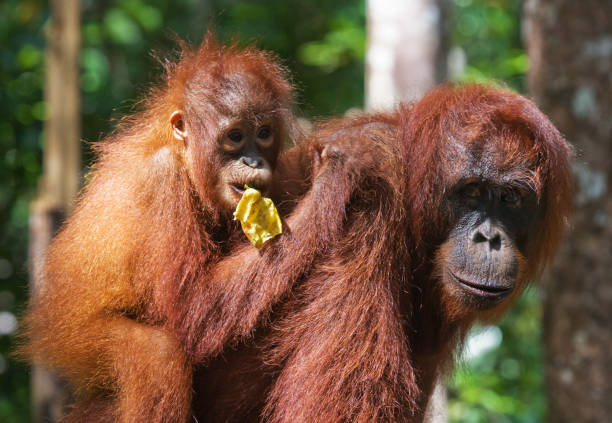 istock Female and baby orangutan eating fruit. 678065074